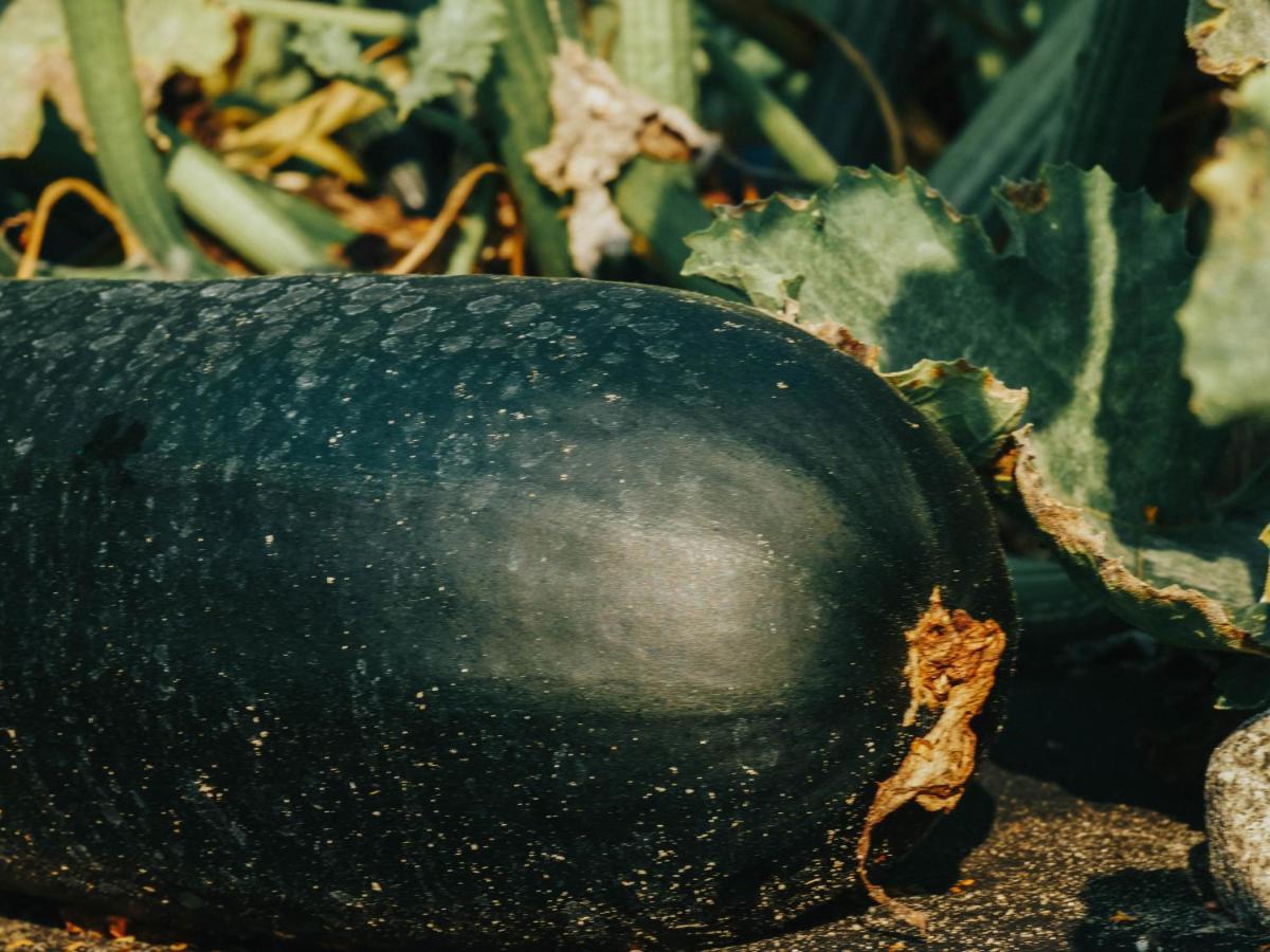 Gospodarstwo Agroturystyczne Anielin Okonek Zewnętrze zdjęcie