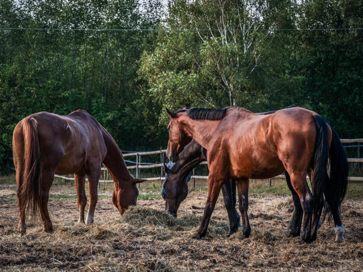 Gospodarstwo Agroturystyczne Anielin Okonek Zewnętrze zdjęcie