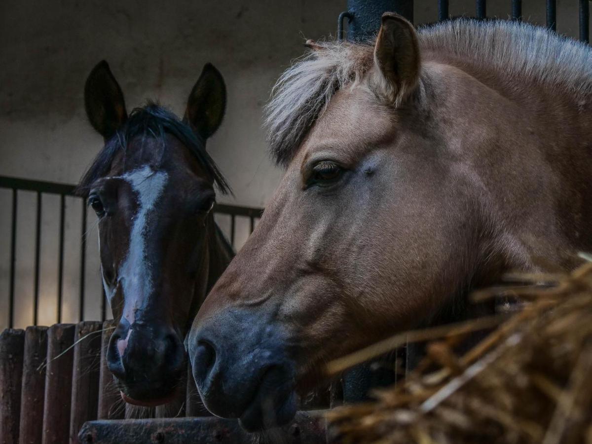 Gospodarstwo Agroturystyczne Anielin Okonek Zewnętrze zdjęcie